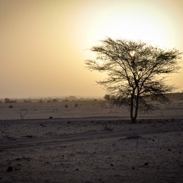 100 km du désert du Thar (Rajasthan – Inde)