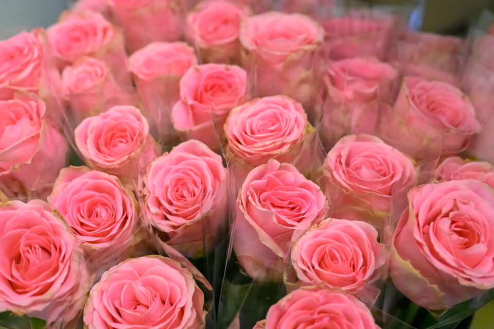 Triathlon des Roses - Lyon